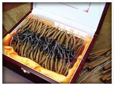 江南冬虫夏草回收